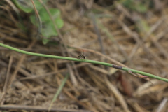 Toxomerus occidentalis