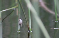 Lymnaea stagnalis