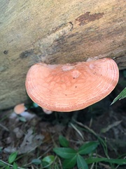 Rhodotus palmatus