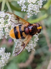 Volucella elegans