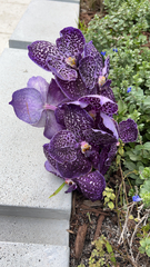 Vanda
