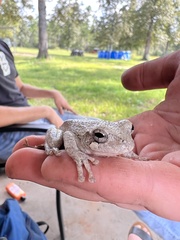 Hyla chrysoscelis