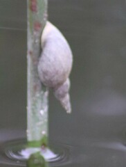 Lymnaea stagnalis