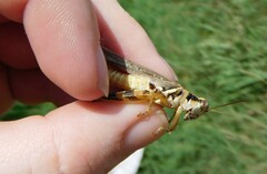 Melanoplini