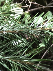 Picea sitchensis