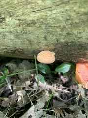 Rhodotus palmatus