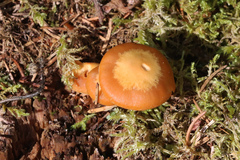 Kuehneromyces mutabilis