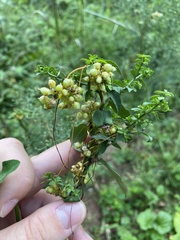 Cuscuta pentagona