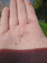 Miscanthus × longiberbis