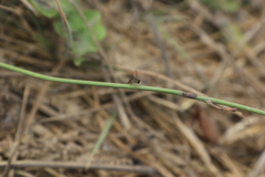 Toxomerus occidentalis