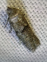 Blastobasis glandulella