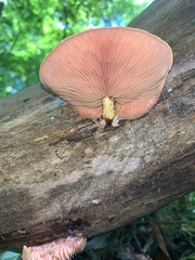 Rhodotus palmatus