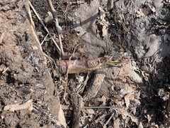 Symplocarpus foetidus