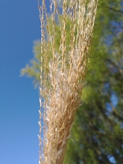 Miscanthus × longiberbis