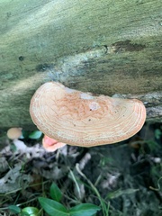 Rhodotus palmatus