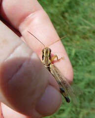 Melanoplini