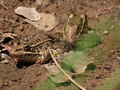 Lithobates yavapaiensis
