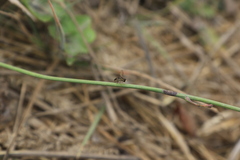 Toxomerus occidentalis