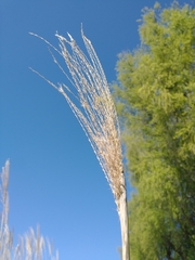 Miscanthus × longiberbis