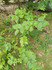 Lonicera morrowii