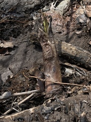 Symplocarpus foetidus