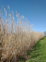 Miscanthus × longiberbis