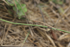 Toxomerus occidentalis