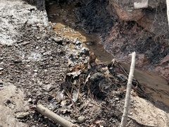 Symplocarpus foetidus