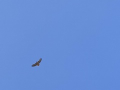 Buteo jamaicensis calurus