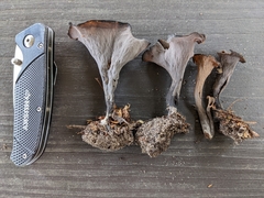 Craterellus fallax image