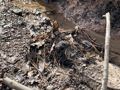 Symplocarpus foetidus