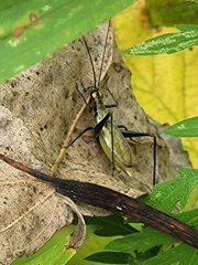 Oecanthus nigricornis