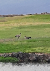 Branta sandvicensis