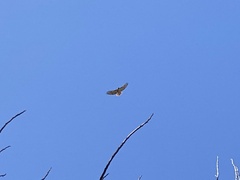 Buteo jamaicensis calurus