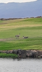 Branta sandvicensis
