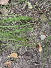 Festuca rubra