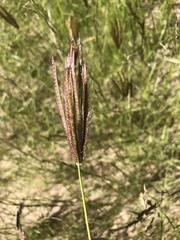 Chloris virgata