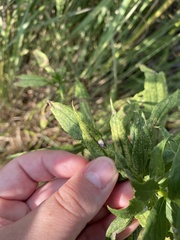 Asteromyia carbonifera
