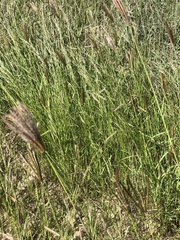 Chloris virgata