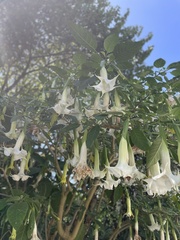 Brugmansia