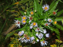 Symphyotrichum firmum