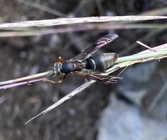 Polistes fuscatus