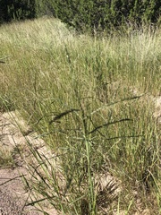 Leptochloa dubia