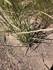 Leptochloa dubia