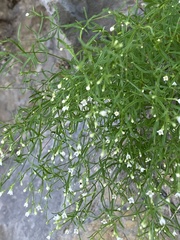 Asperula scutellaris