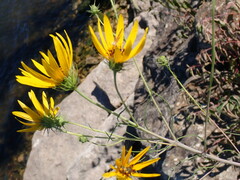 Helianthus salicifolius