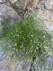 Asperula scutellaris