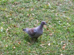 Columba guinea
