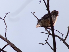 Buteo lineatus