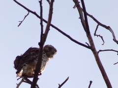 Buteo lineatus